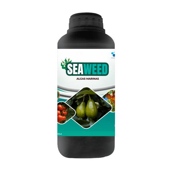 seaweed